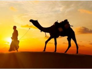 Ride A Camel At Sunset Through The Palm Grove Of Marrakech